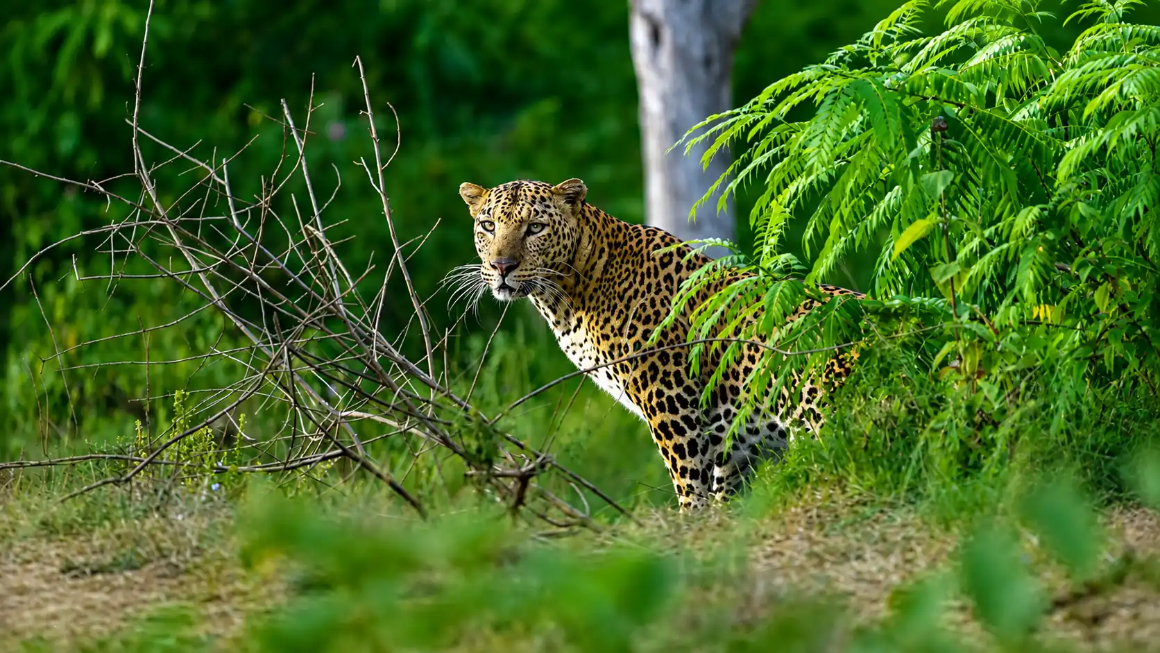 Sri Lanka national parks wildlife safari