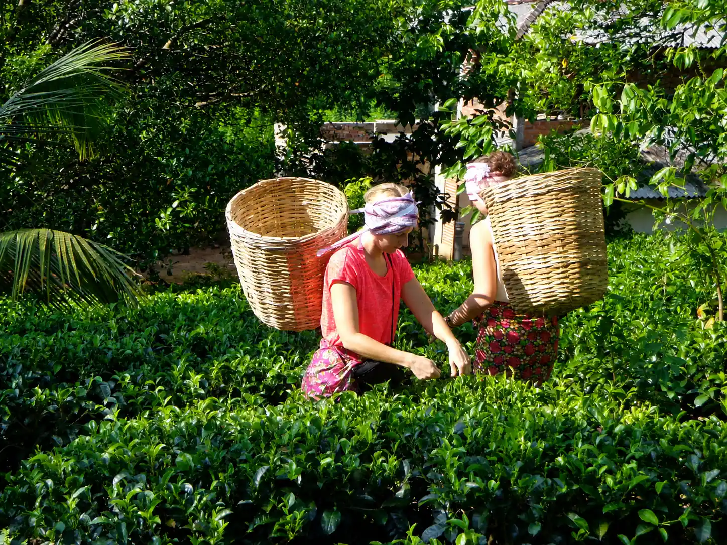 Nuwara Eliya tea mountains in Sri Lanka