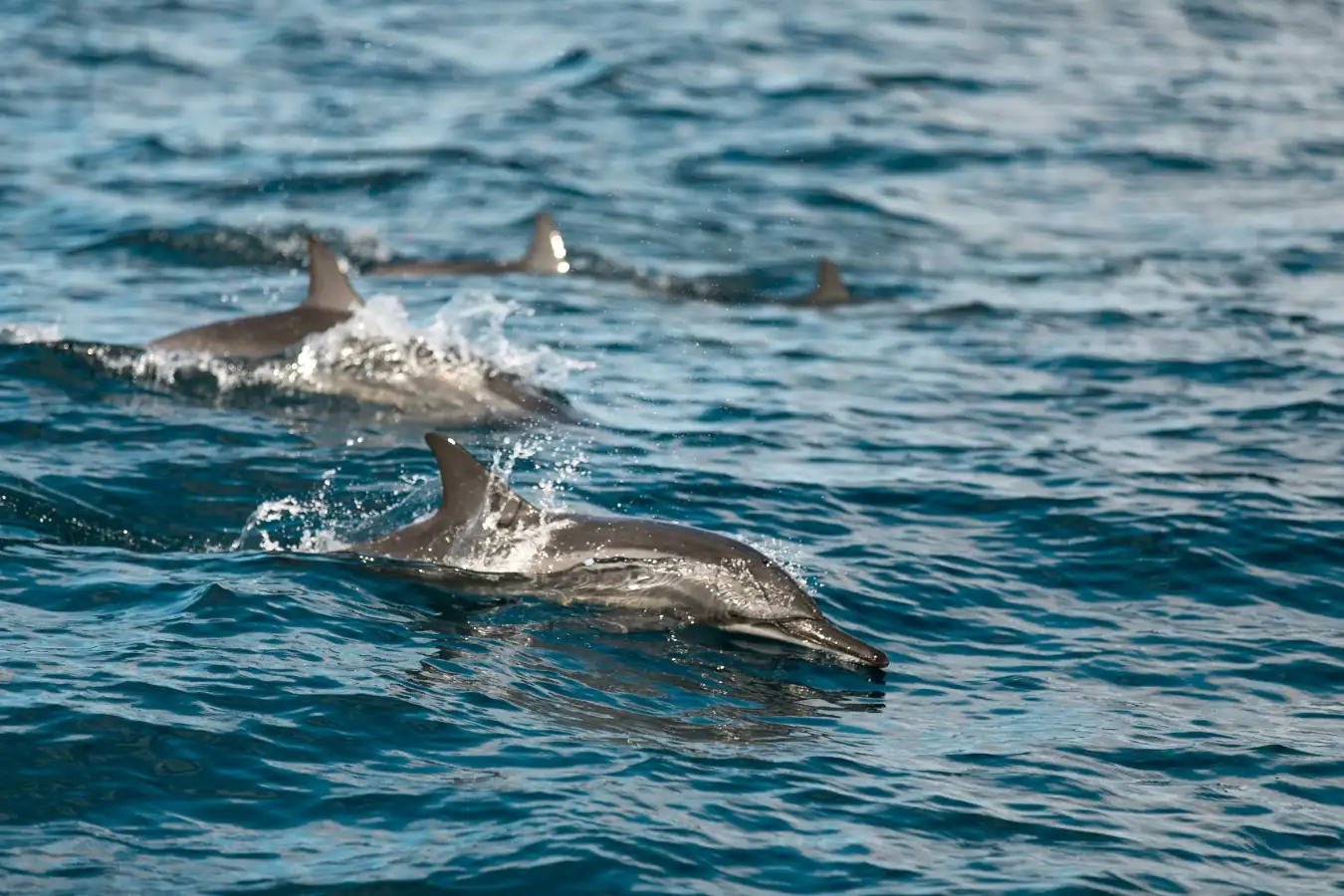 Whale Watching in Mirissa image 1