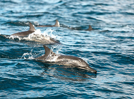 Kalpitiya Beach & Dolphin Watching