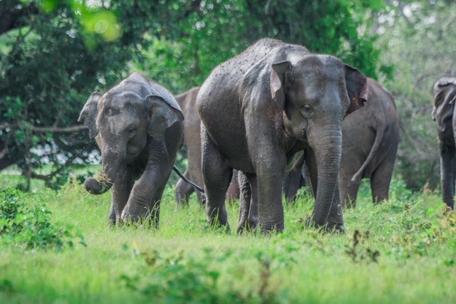 Minneriya National Park / Elephant Back Safari / Sigiriya