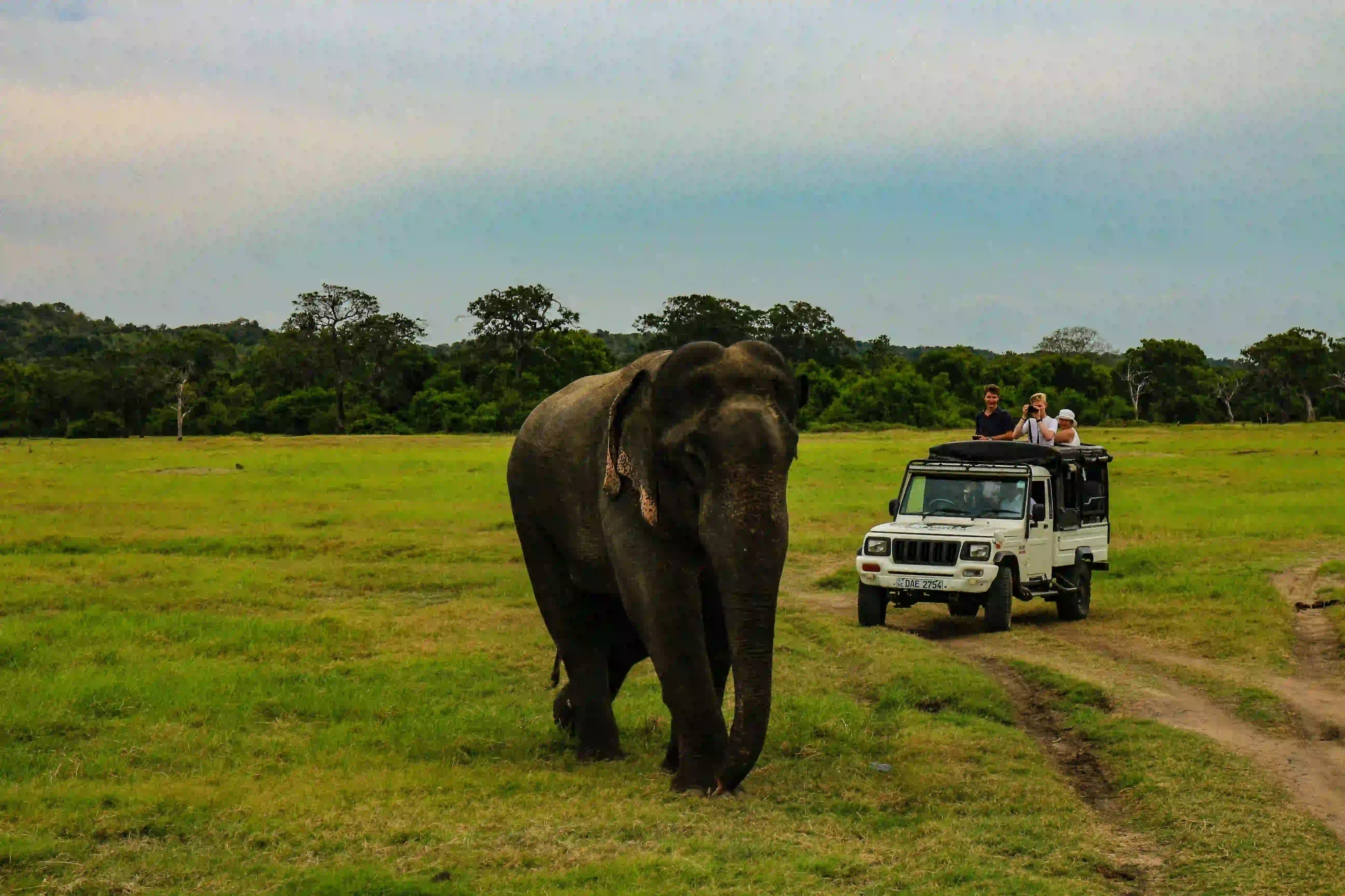 Yala Safari
